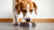 Can You Feed Your Adult Dog Puppy Food? Understanding the Nutritional Needs of Your Dog