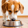 Navigating the Half Raw Half Kibble Diet for Dogs