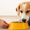 Can You Feed Your Dog Just Wet Food? The Ultimate Guide for Pet Parents