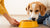 Can You Feed Your Dog Just Wet Food? The Ultimate Guide for Pet Parents