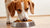 Can You Feed Your Dog Only Wet Food? Understanding the Benefits and Considerations