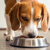 Can You Feed Your Dog Puppy Food? Understanding the Nutritional Needs of Dogs at Different Life Stages