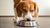 Can You Feed Your Dog Puppy Food? Understanding the Nutritional Needs of Dogs at Different Life Stages