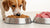 Can You Feed Your Dog Raw and Kibble? A Comprehensive Guide