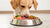 Can You Feed Your Dog Raw Food and Kibble Together?