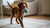 Can You Ferment Dry Dog Food? Exploring the Benefits and Risks
