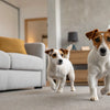 Can You Freeze Dog Biscuits? A Comprehensive Guide for Pet Owners