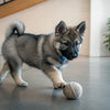 Can You Freeze Dry Dog Food? Everything You Need to Know