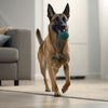 Can You Freeze Dry Dog Food to Keep It Fresh?