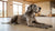 Can You Freeze Fresh Dog Food? Essential Tips for Pet Owners