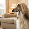 Can You Freeze Homemade Dog Biscuits? Tips and Insights on Storing Your Pup’s Favorite Treats