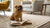 Can You Freeze Homemade Dog Treats? The Ultimate Guide to Storing Your Pup's Favorite Snacks