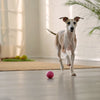 Can You Freeze Kibble? Exploring the Benefits and Best Practices for Dog Owners