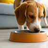 Can You Give a Dog Puppy Food? Understanding the Nutritional Needs Across Life Stages