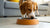 Can You Give a Dog Puppy Food? Understanding the Nutritional Needs Across Life Stages