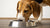 Can You Give a Dog Raw Egg in Food? A Comprehensive Guide for Pet Owners