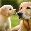 Can You Give a Puppy Adult Dog Food? Understanding Nutritional Needs for Your Growing Pup