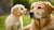 Can You Give a Puppy Adult Dog Food? Understanding Nutritional Needs for Your Growing Pup