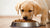 Can You Give a Puppy Dog Food? A Comprehensive Guide to Puppy Nutrition
