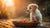 Can You Give a Puppy Regular Dog Food? Understanding Your Pup's Nutritional Needs