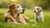 Can You Give a Senior Dog Puppy Food? Exploring the Nutritional Needs of Different Life Stages
