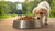 Can You Give Adult Dog Food to a Puppy? Understanding the Nutritional Needs of Dogs at Different Life Stages