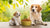 Can You Give Adult Dog Food to Puppies? Understanding The Nutritional Needs of Your Canine Companion