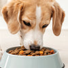 Can You Give Adult Dog Puppy Food? Understanding the Nutritional Needs of Your Dog