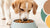Can You Give Adult Dog Puppy Food? Understanding the Nutritional Needs of Your Dog