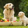 Can You Give an Adult Dog Puppy Food? Understanding Nutritional Needs for Different Life Stages