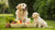 Can You Give an Adult Dog Puppy Food? Understanding Nutritional Needs for Different Life Stages