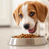 Can You Give Dog Food to a Puppy? Understanding Puppy Nutrition Basics
