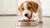 Can You Give Dog Food to a Puppy? Understanding Puppy Nutrition Basics