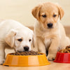 Can You Give Dog Food to Puppies? Understanding Their Nutritional Needs
