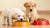 Can You Give Dog Food to Puppies? Understanding Their Nutritional Needs