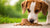 Can You Give Dogs Dry Cat Food? Understanding the Risks and Nutritional Needs