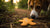 Can You Give Dogs Gingerbread Cookies? Understanding the Risks and Safe Alternatives-141109035247