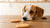 Can You Give Dogs Sugar Cookies? Understanding the Risks and Alternatives-141107757295