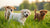 Can You Give Puppies Adult Dog Food? Understanding Puppy Nutrition Needs