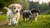 Can You Give Puppies Dog Food? Understanding the Nutritional Needs of Growing Dogs