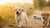 Can You Give Puppies Wet Dog Food? A Comprehensive Guide for New Puppy Parents