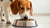 Can You Give Puppy Food to a Dog? Understanding the Nutritional Needs of Dogs at Different Life Stages