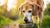 Can You Give Puppy Food to a Senior Dog? Understanding Your Dog's Nutritional Needs