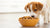 Can You Give Puppy Food to Adult Dogs? Understanding the Nutritional Needs of Your Dog