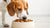 Can You Give Puppy Food to an Adult Dog? Exploring Nutritional Needs and Best Practices