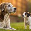 Can You Give Puppy Food to Older Dogs? Understanding Dietary Needs Across Dog Life Stages