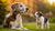 Can You Give Puppy Food to Older Dogs? Understanding Dietary Needs Across Dog Life Stages
