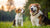 Can You Give Senior Dog Food to Younger Dogs? Understanding Nutritional Needs Across Canine Life Stages-141218676975
