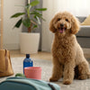 Can You Heat Up Canned Dog Food? Safe Ways to Warm Your Dog’s Meal and Why It Matters