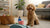 Can You Heat Up Canned Dog Food? Safe Ways to Warm Your Dog’s Meal and Why It Matters